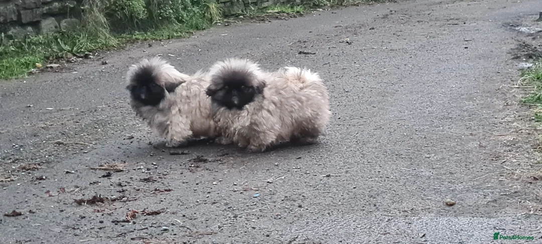 Pekingese dogs for sale: Pekingese puppys (Champion Bloodlines) - Advert 12