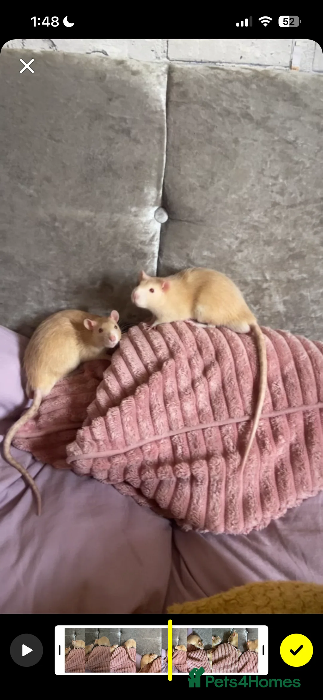 Rat rodents for sale:  albino male rats (twins)  - Advert 2