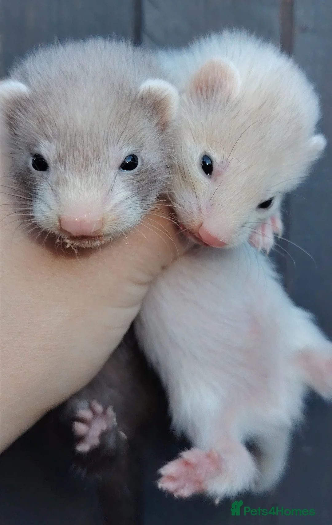 Ferret rodents for sale: Angora and small ferret kits - Advert 2