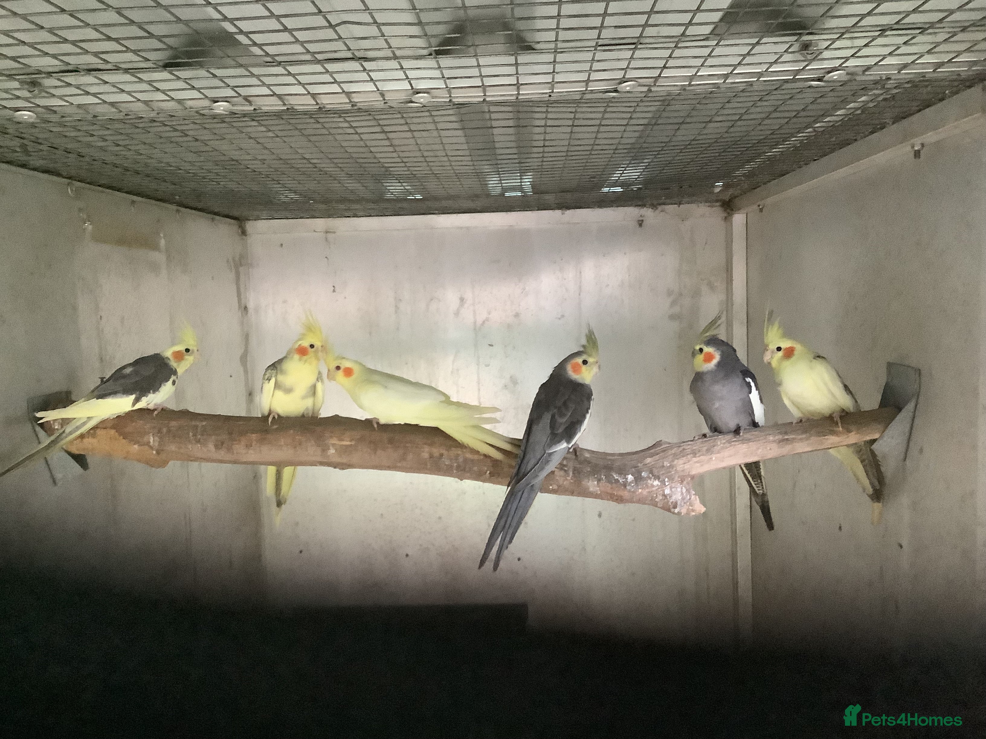 Budgerigars birds Adult Pair Budgies and 2025 Cockateils - Advert 3