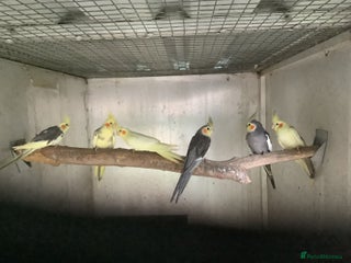 Budgerigars birds Adult Pair Budgies and 2025 Cockateils - Advert 3