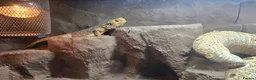 Bearded Dragon reptiles for sale: Male bearded dragon and full set up  - Advert 3