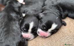 Cockapoo dogs for sale: Miniature f1 Cockapoos puppies - Advert 17