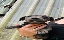 Jack Russell dogs for sale: Blue & Black Brindle Jack Russells - Image 15