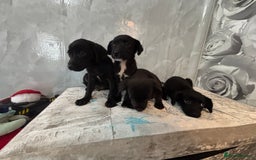 Patterjack dogs for sale: 4 lovely patterjacks  - Image 2