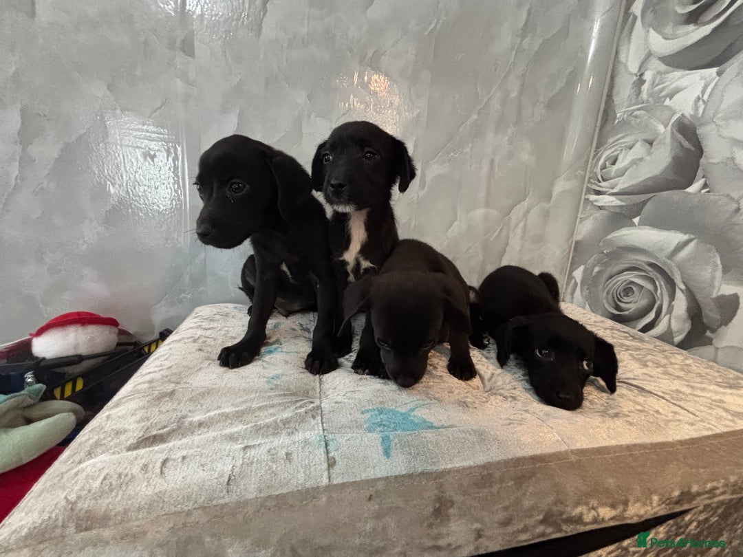 Patterjack dogs for sale: 4 lovely patterjacks  - Image 2