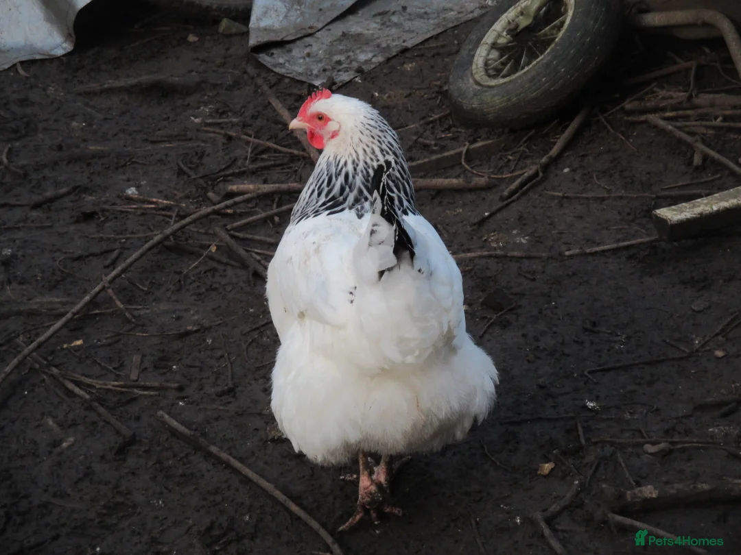 Chickens poultry for sale: Lovely Sussex hen - Advert 3