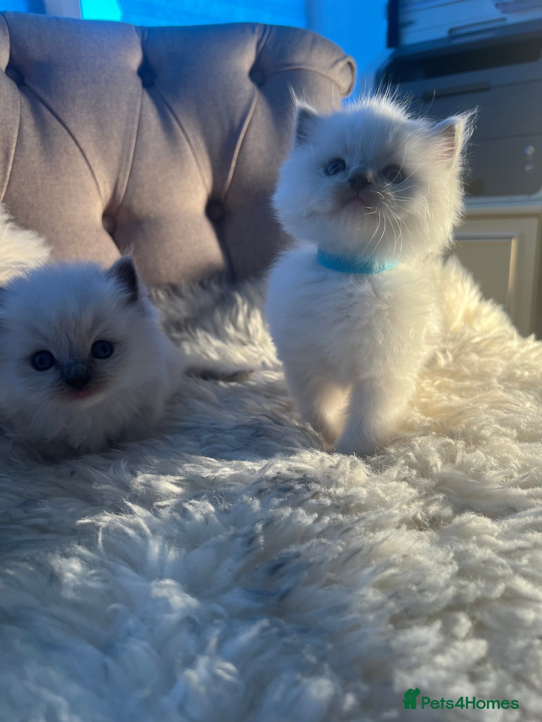Ragdoll cats for sale: Ragdoll kittens pure breed!!! 😺 - Image 12