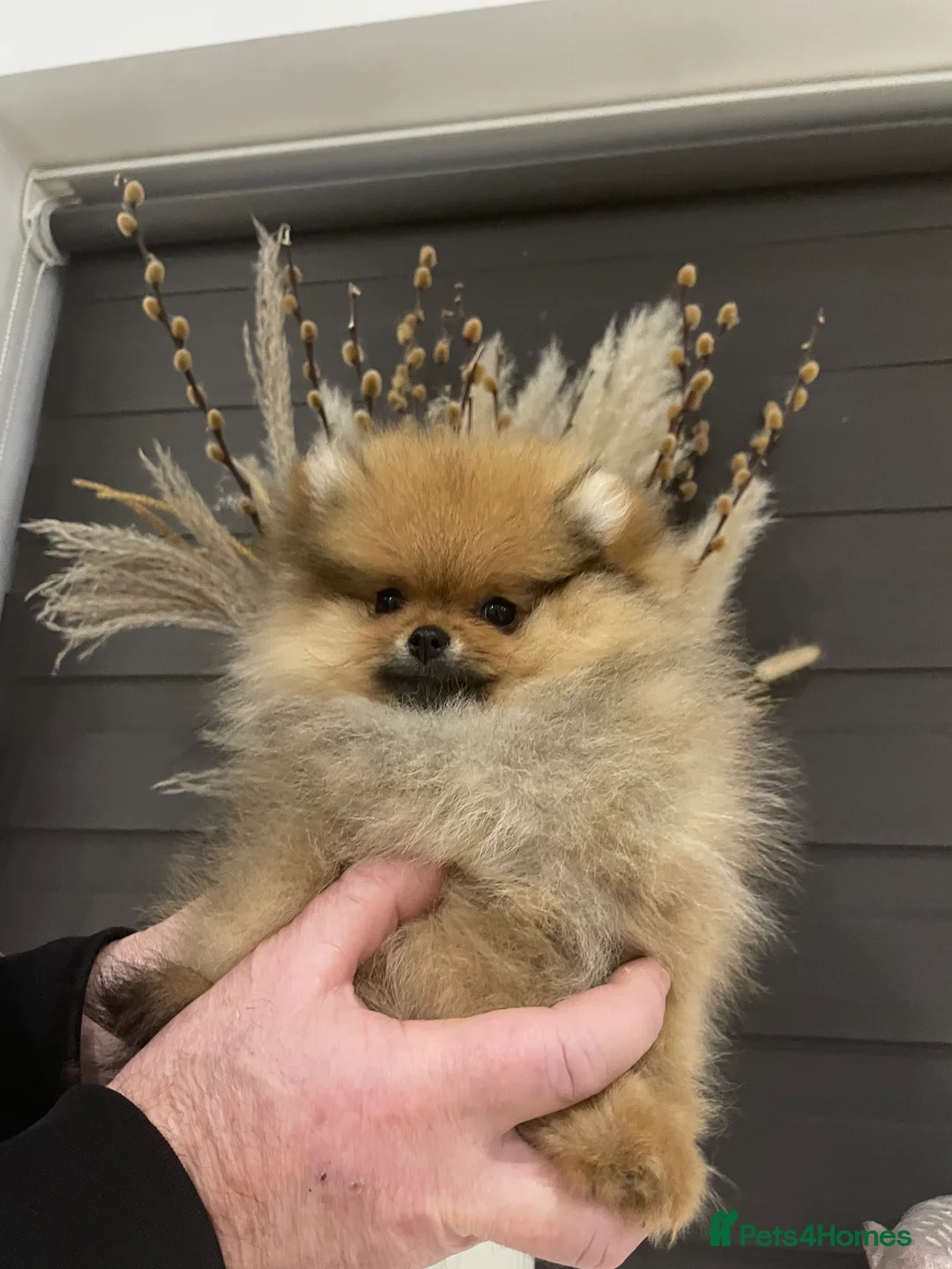 Pomeranian dogs for sale: KC Mini Pomerania  in Bristol - Advert 7