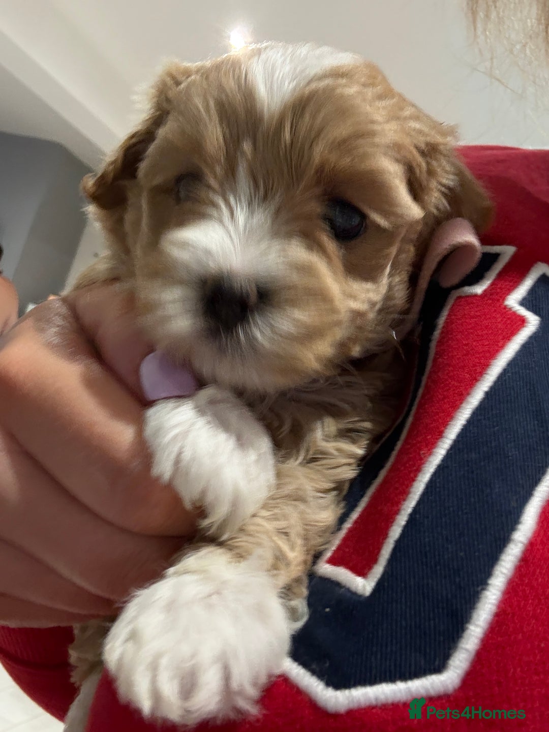 Maltipoo dogs for sale: Beautiful Male Maltipoo F1 Pups - Image 34