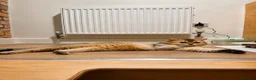 Scottish Fold cats for sale: Male Scottish Fold - Advert 5