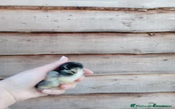 Chickens poultry for sale: Various Chicks *Hatching Continuously* - Image 4