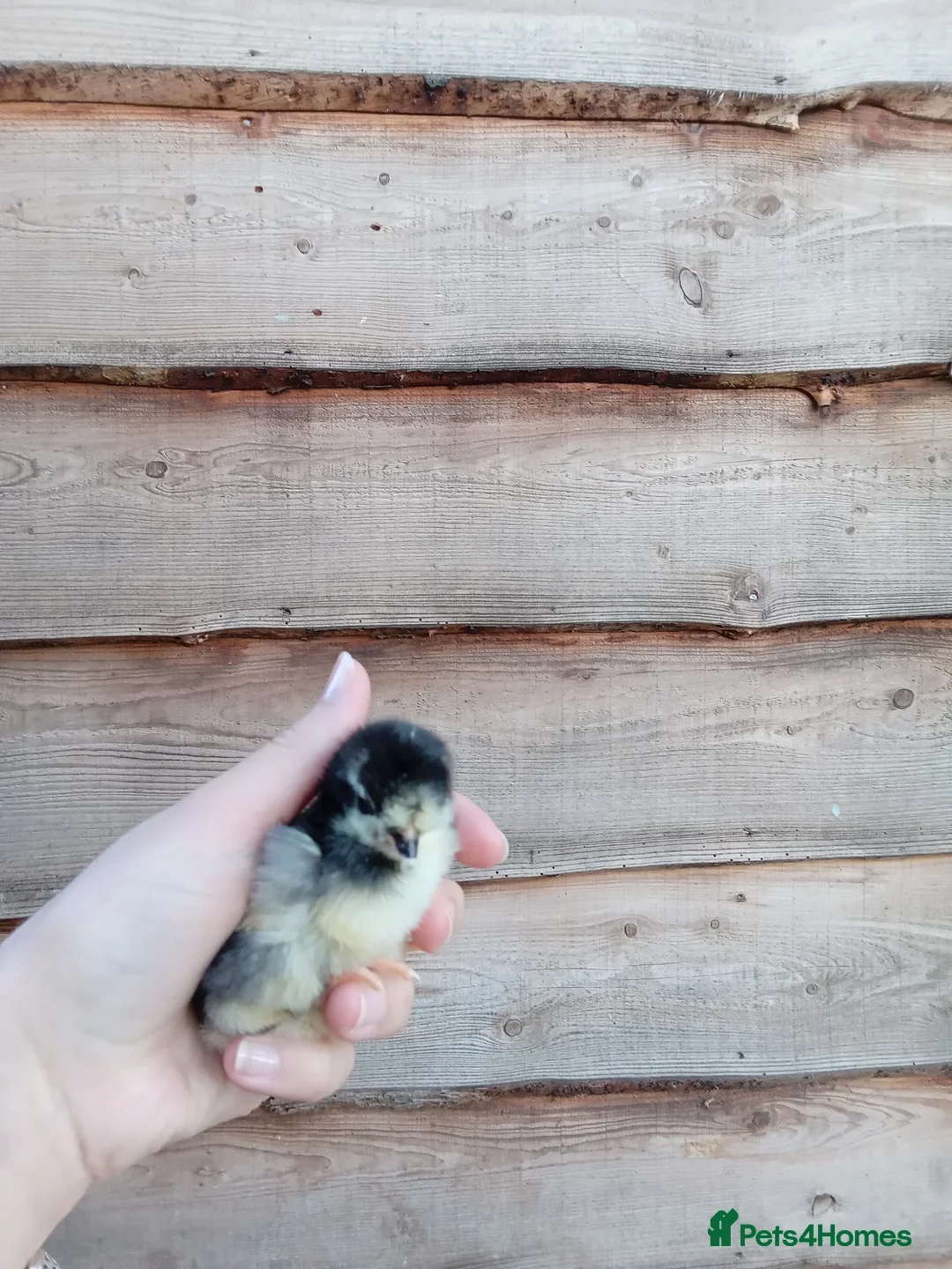 Chickens poultry for sale: Various Chicks *Hatching Continuously* - Image 4