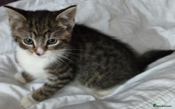 Tibetan cats for sale: Tabby white kittens looking for a lovely home - Advert 12