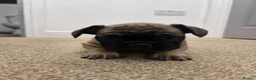 French Bulldog dogs for sale: Adorable Fremch bull dog puppies  in Stoke-on-Trent - Advert 15