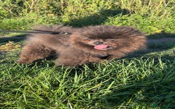 Pomeranian dogs for stud: 🧸🧸XXS PROVEN STUD BOY 🧸🧸 in Scunthorpe - Image 3