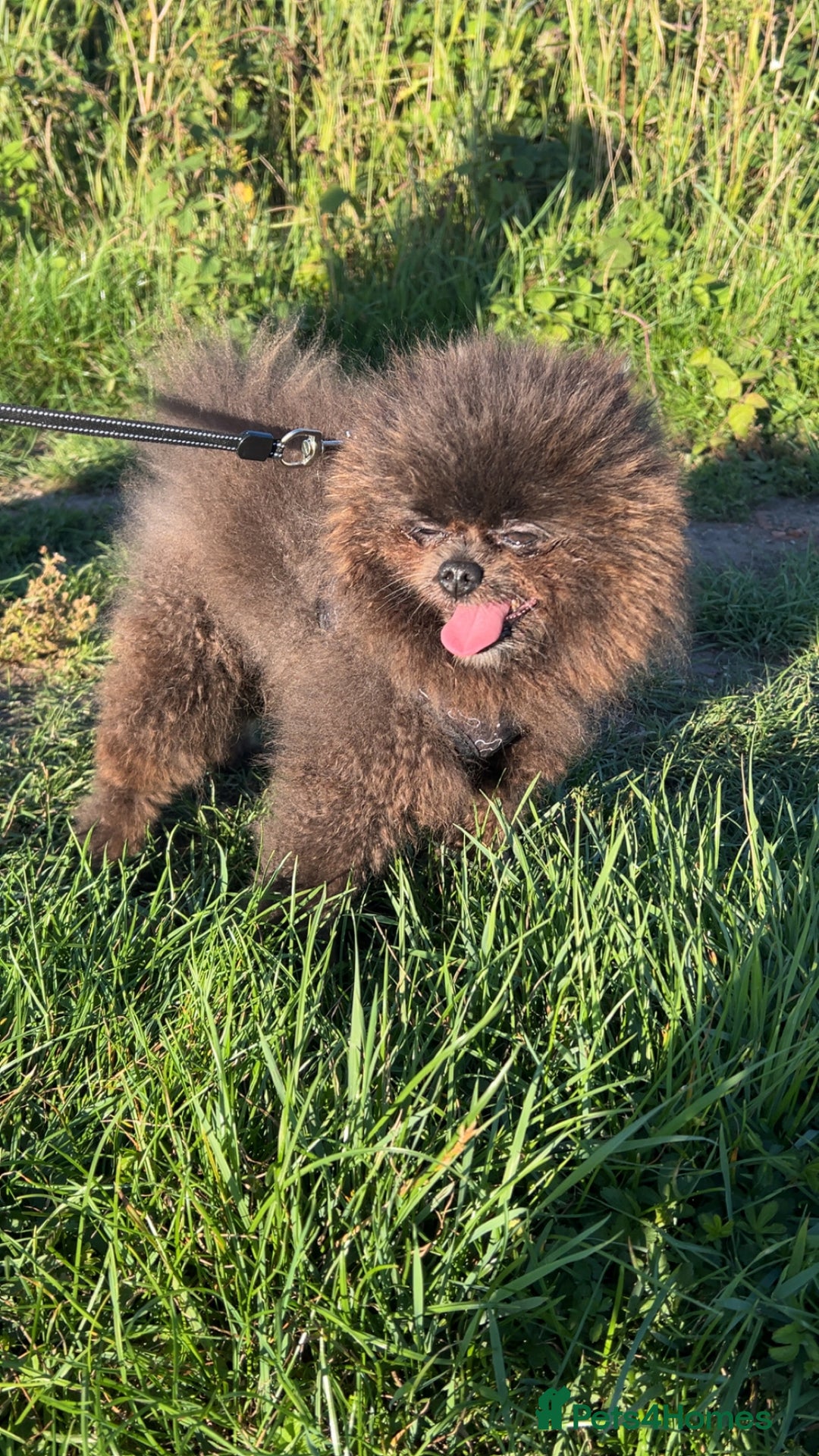 Pomeranian dogs for stud: 🧸🧸XXS PROVEN STUD BOY 🧸🧸 in Scunthorpe - Image 3