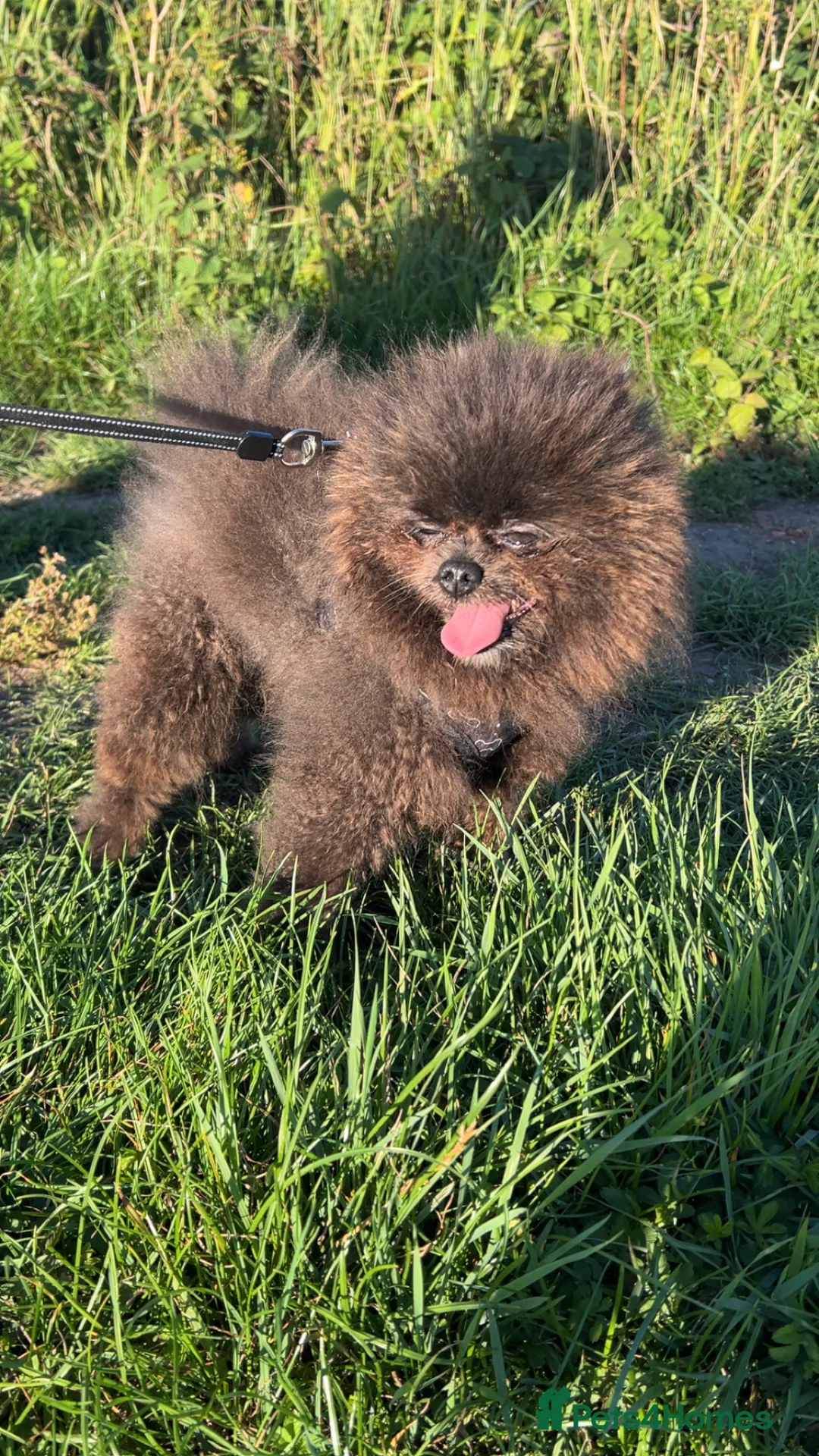 Pomeranian dogs for stud: 🧸🧸 **  PROVEN STUD BOY 🧸🧸 in Scunthorpe - Advert 5