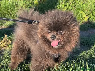 Pomeranian dogs 🧸🧸 ** TINY 1.4 kg PROVEN STUD BOY 🧸🧸 - Advert 7