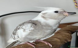 Cockatiels birds for sale: Hand reared baby cockatiel with cage. (Male) - Image 2