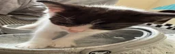 Domestic Shorthair cats for sale: Male Kitten - 1 LEFT  - Advert 5
