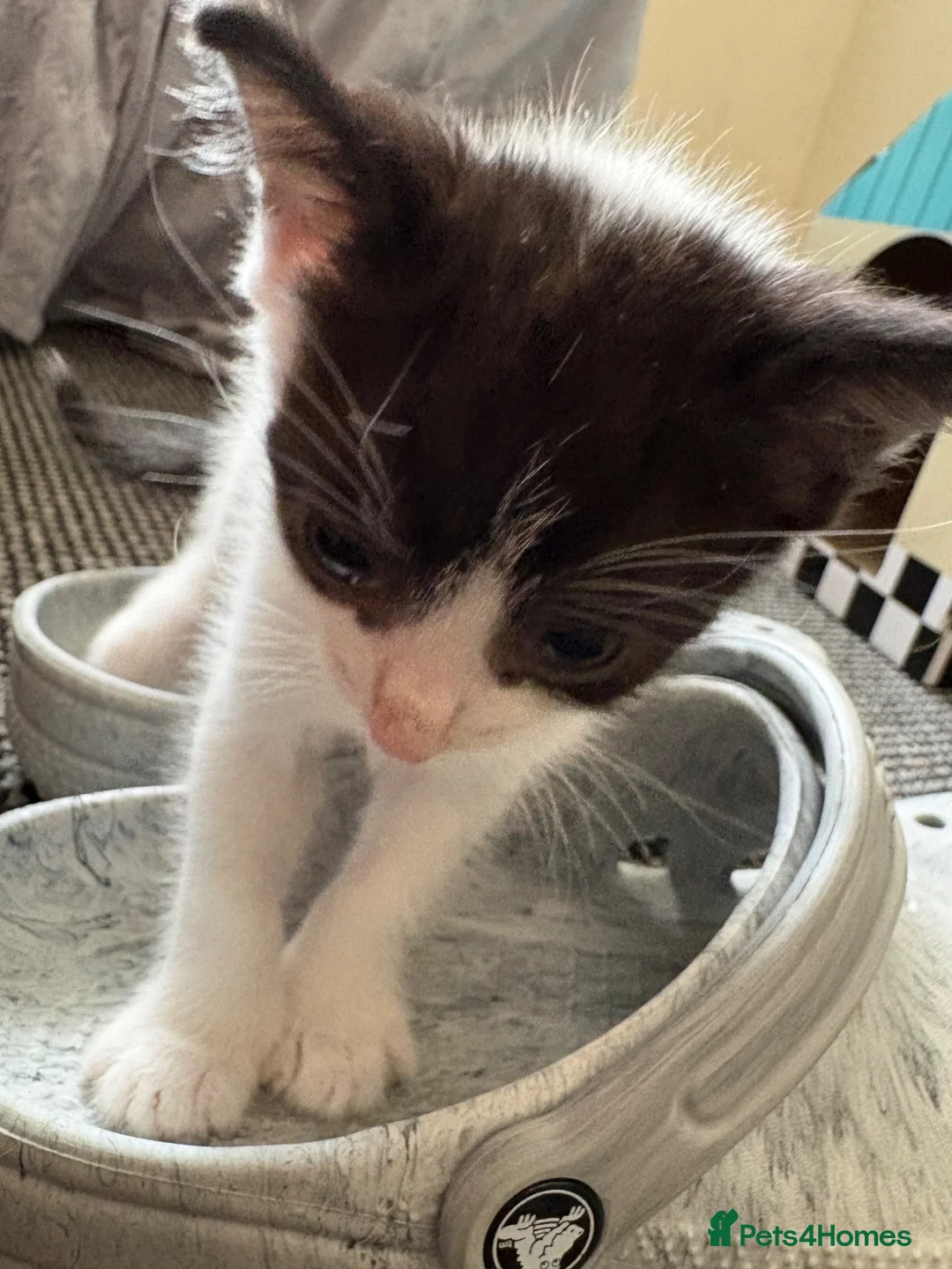 Domestic Shorthair cats for sale: Male Kitten - 1 LEFT  - Advert 5