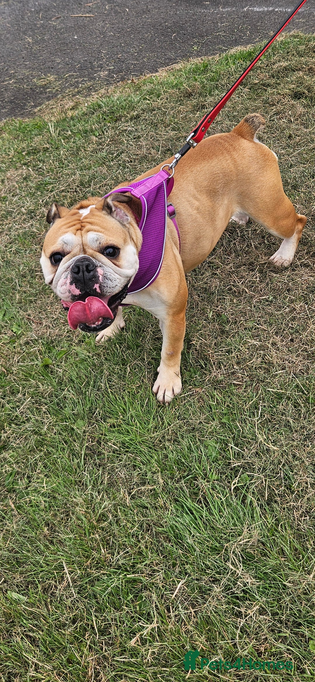 English Bulldog dogs for sale: Gorgeous Old English Bulldog Female - Image 5