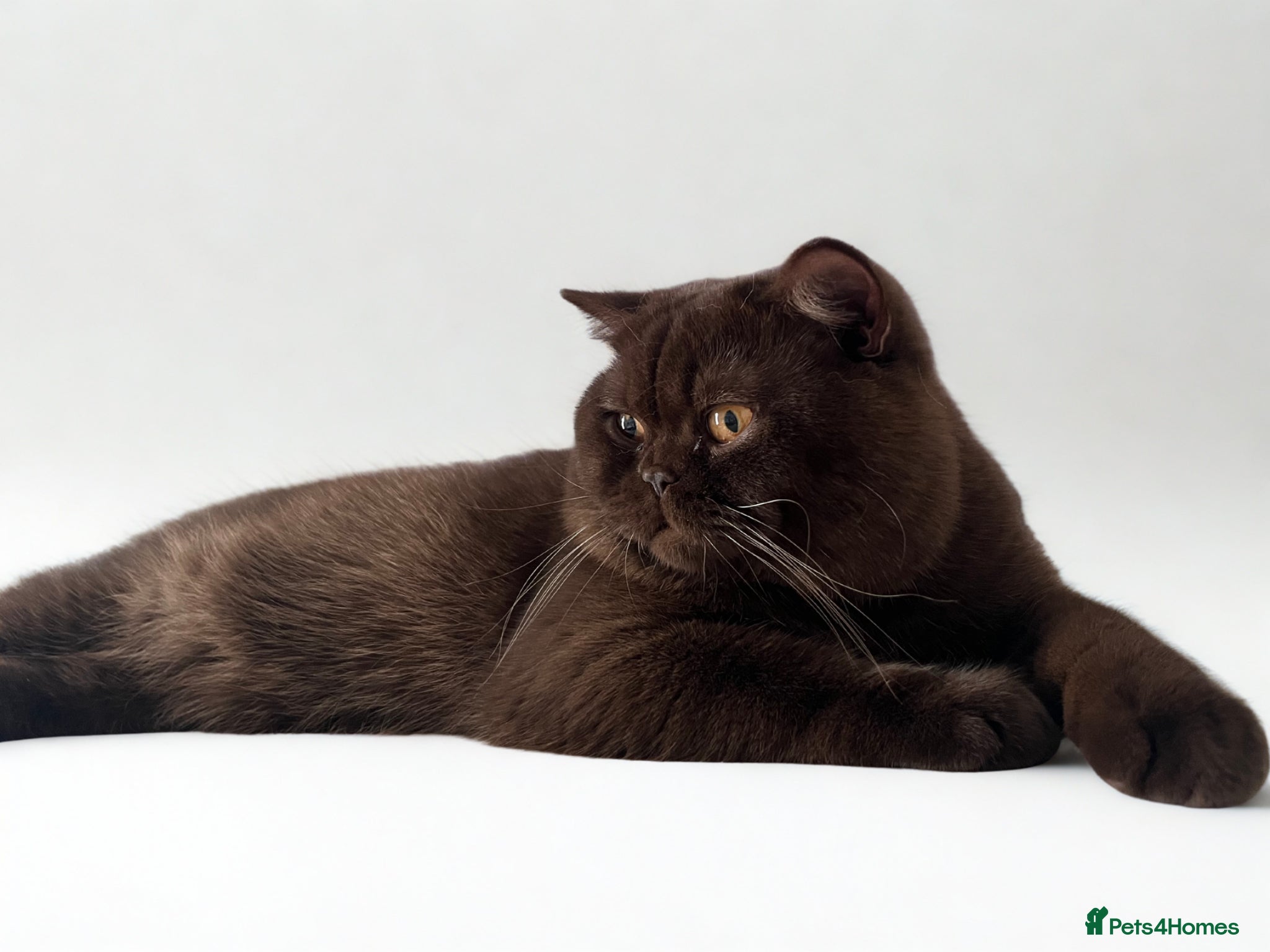 Brazilian Shorthair cats Chocolate British shorthair stud  - Advert 1