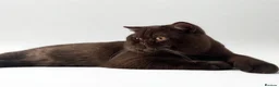 Brazilian Shorthair cats for stud: Chocolate British shorthair stud  - Advert 1