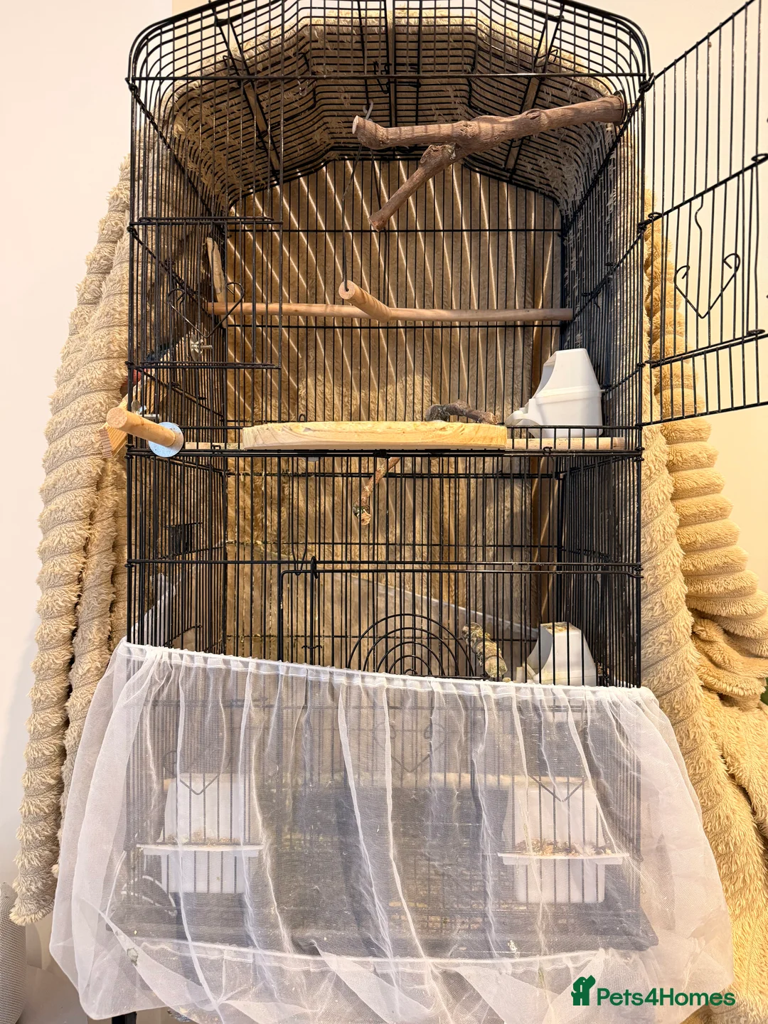 Cockatiels birds for sale: Cockatiel with cage and carrier bag for sale - Advert 8