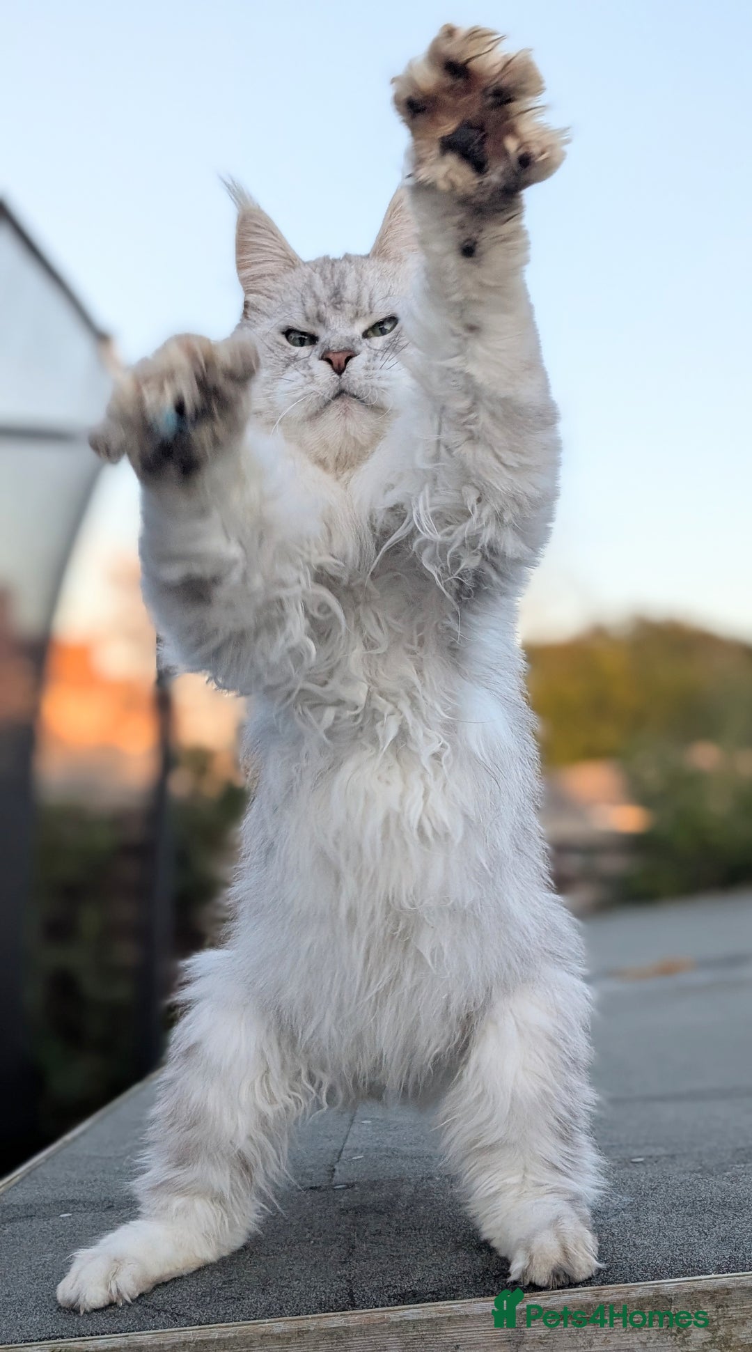 Maine Coon cats for sale: Black Silver Shaded proven stud boy - Advert 5