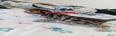 Bengal 5