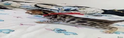 Bengal cats for sale: 5 male stunning pure breed bengal kits - Advert 6