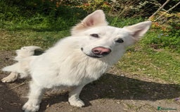 White Swiss Shepherd dogs for stud: Health Tested White Swiss Shepherd Stud in Pontypool - Image 5