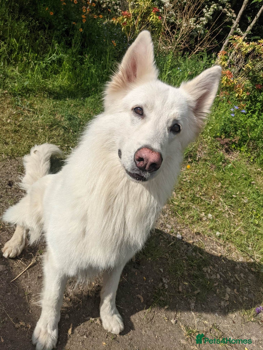 White Swiss Shepherd dogs for stud: Health Tested White Swiss Shepherd Stud in Pontypool - Image 5