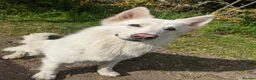 White Swiss Shepherd dogs for stud: Health Tested White Swiss Shepherd Stud in Pontypool - Advert 5