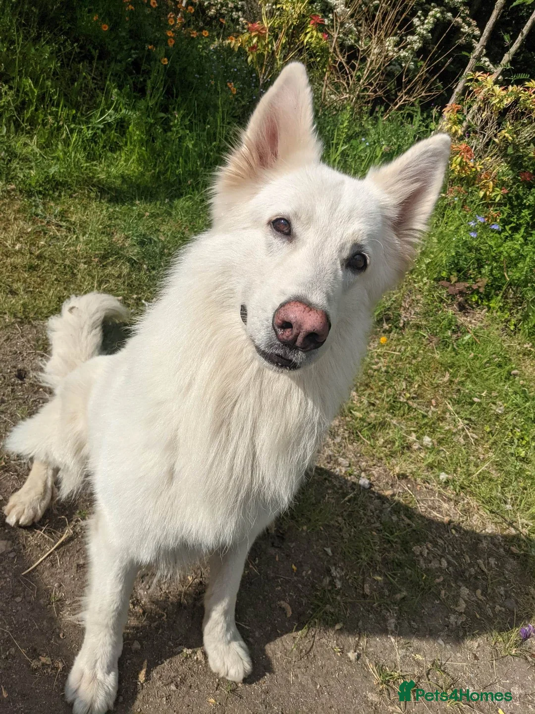 White Swiss Shepherd dogs for stud: Health Tested White Swiss Shepherd Stud in Pontypool - Advert 5