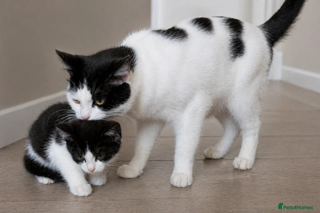 Mixed Breed cats for sale: Female kitten  - Advert 2