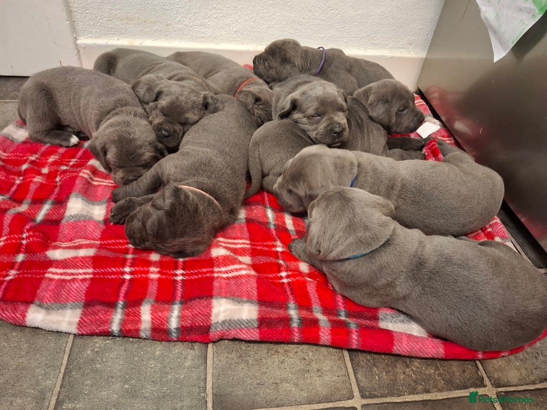 Cane Corso dogs for sale: Purebred Cane Corso Puppies – Ready to Reserve - Advert 11