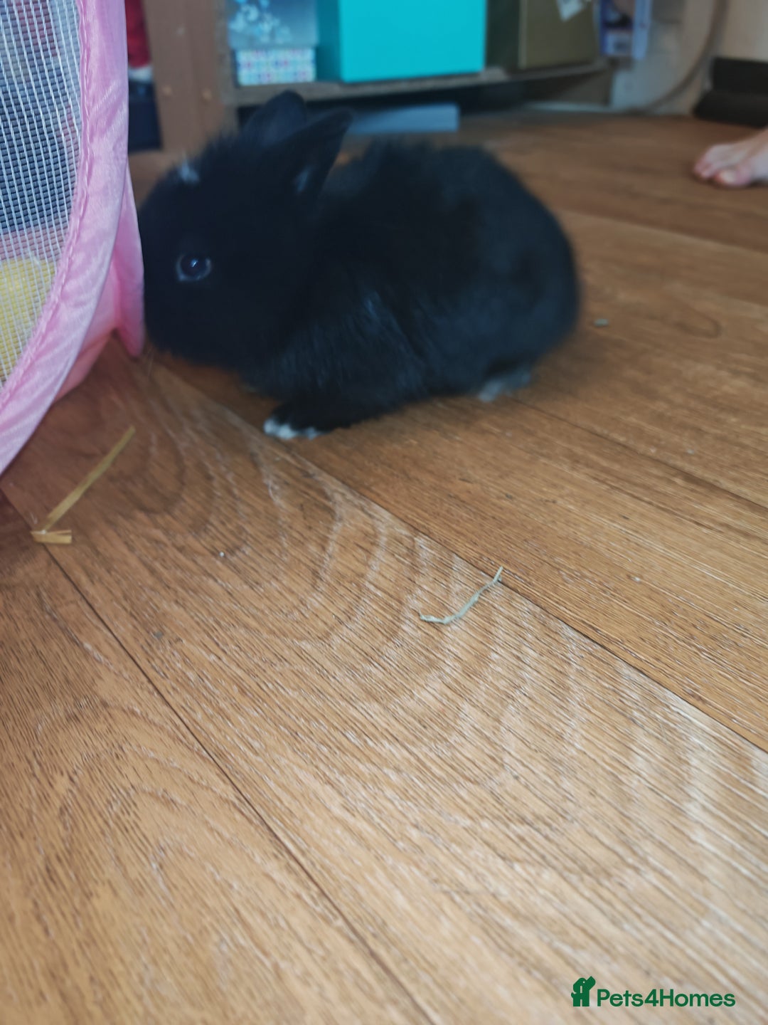 Lionhead rabbits for sale: 4 baby Lionhead rabbits - Advert 10