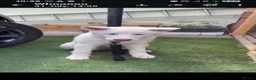 Akita dogs for sale: A Beutifull Female Akita  in Gillingham - Advert 3