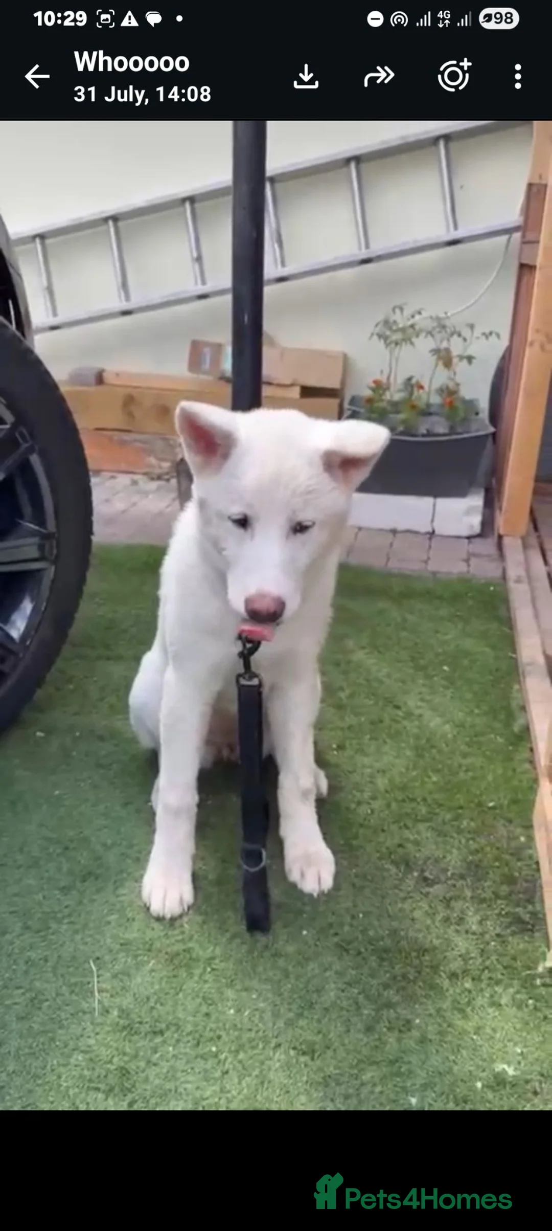 Akita dogs for sale: A Beutifull Female Akita  in Gillingham - Advert 3