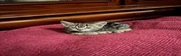 Bengal cats for sale: Half Bengal kittens - Advert 6