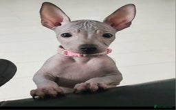 Mexican Hairless dogs for sale:  1 mini boy red  2000 mini black girl 2000. - Image 12