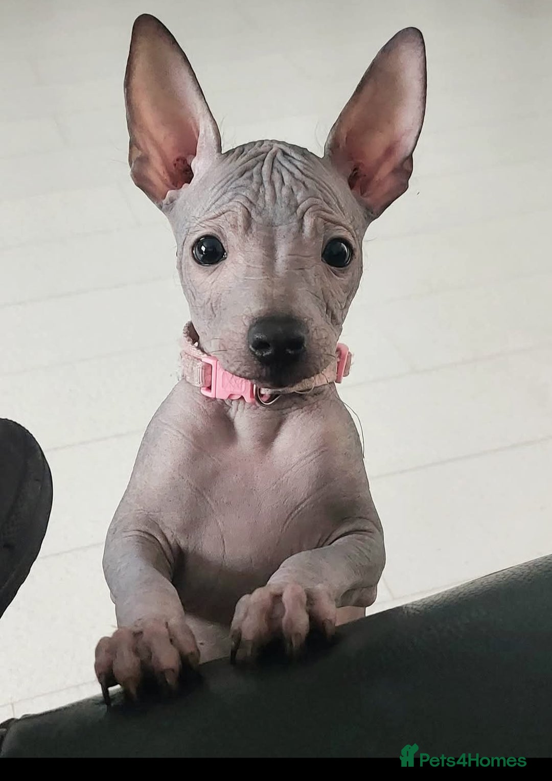 Mexican Hairless dogs for sale:  1 mini boy red  2000 mini black girl 2000. - Image 12