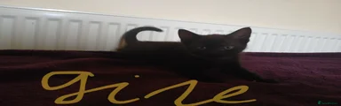 Mixed Breed Kitten 4