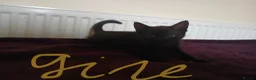 Mixed Breed cats for sale: Black fluffy babies 🖤🐈‍⬛️ - Advert 8