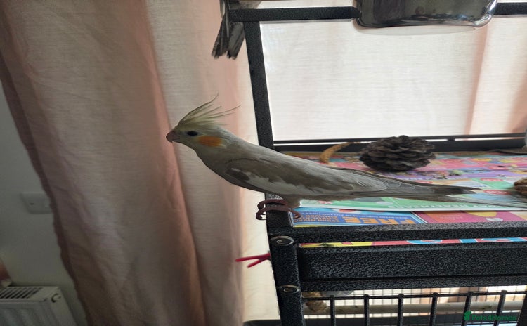 Cockatiels birds - Advert 1