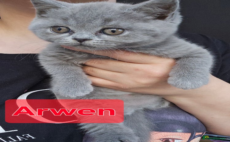 British Shorthair cats - Advert 2