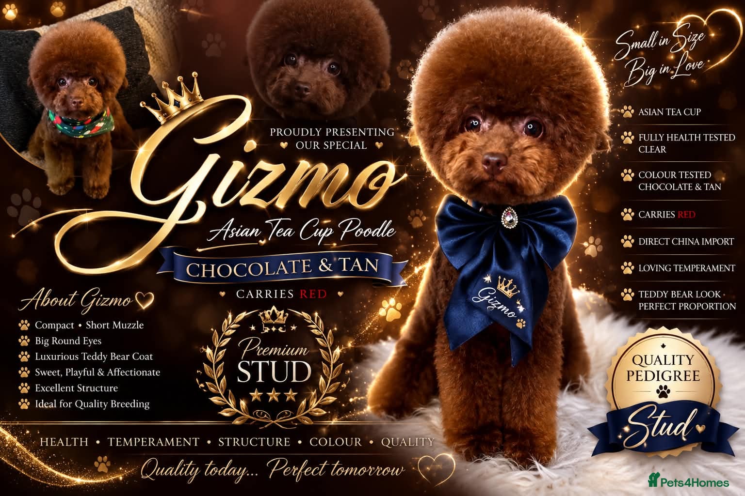 Toy Poodle dogs Choclate n tan phantom toy poodle stud boy  - Advert 1